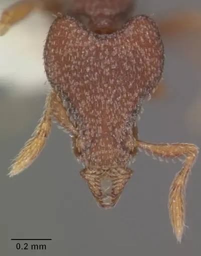 Strumigenys tantilla specimen CASENT0102583 image casent0102583_2