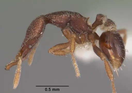 Strumigenys tantilla specimen CASENT0102583 image casent0102583_3
