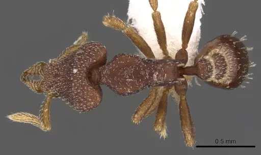 Strumigenys tantilla specimen CASENT0900771 image casent0900771_1