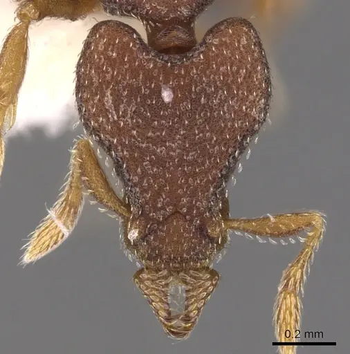 Strumigenys tantilla specimen CASENT0900771 image casent0900771_2