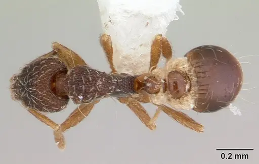 Strumigenys tanymastax specimen CASENT0178122 image casent0178122_1
