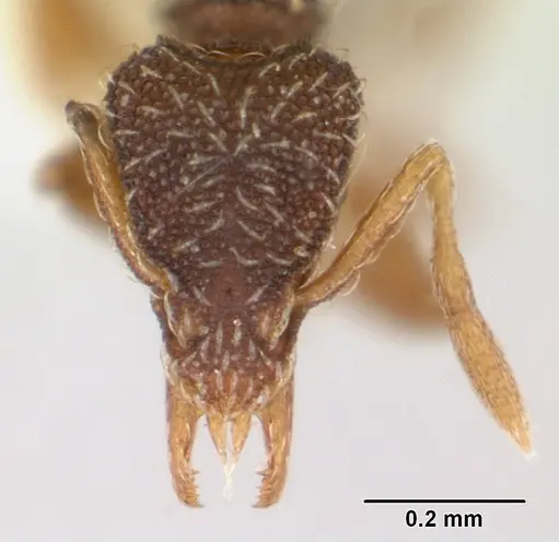 Strumigenys tanymastax specimen CASENT0178122 image casent0178122_2