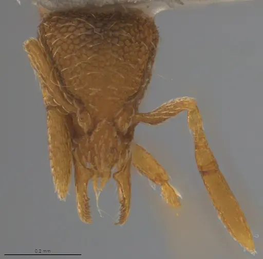 Strumigenys tanymastax specimen CASENT4036184 image casent4036184_1