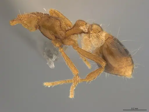 Strumigenys tanymastax specimen CASENT4036184 image casent4036184_2
