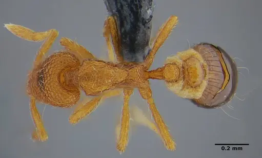Strumigenys tanymastax specimen UFV-LABECOL-006722 image ufv-labecol-006722_1
