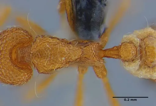 Strumigenys tanymastax specimen UFV-LABECOL-006722 image ufv-labecol-006722_2