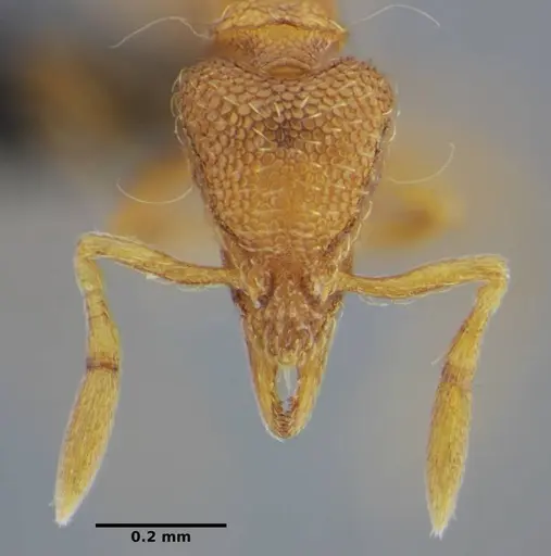 Strumigenys tanymastax specimen UFV-LABECOL-006722 image ufv-labecol-006722_3