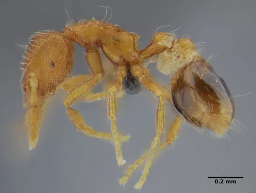 Strumigenys tanymastax specimen UFV-LABECOL-006722 image ufv-labecol-006722_4