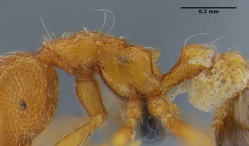 Strumigenys tanymastax specimen UFV-LABECOL-006722 image ufv-labecol-006722_5