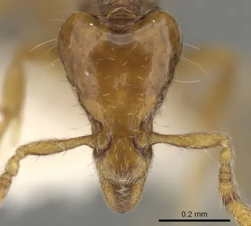 Strumigenys taphra specimen CASENT0900147 image casent0900147_2