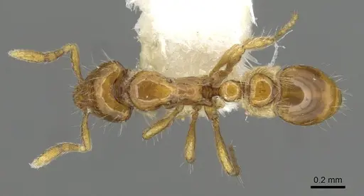 Strumigenys taphra specimen CASENT0915365 image casent0915365_1