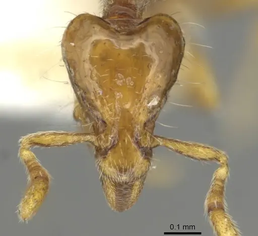 Strumigenys taphra specimen CASENT0915365 image casent0915365_2