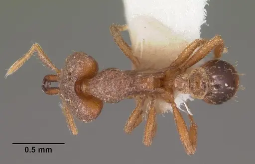 Strumigenys taraxis specimen CASENT0102562 image casent0102562_1