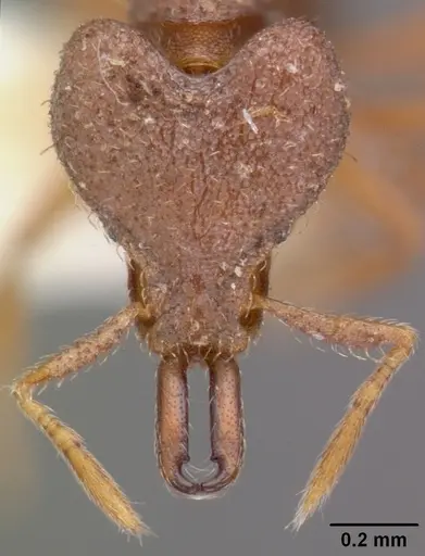 Strumigenys taraxis specimen CASENT0102562 image casent0102562_2