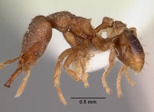 Strumigenys taraxis specimen CASENT0102562 image casent0102562_3