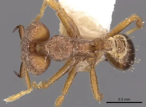 Strumigenys taraxis specimen CASENT0900881 image casent0900881_1