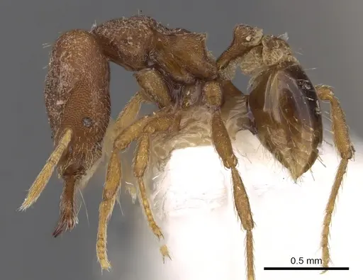 Strumigenys taraxis specimen CASENT0900881 image casent0900881_3