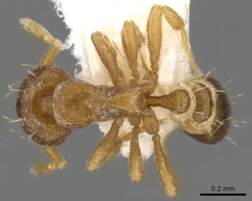 Strumigenys tarbosyne specimen CASENT0900143 image casent0900143_1
