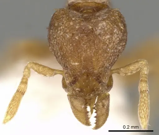 Strumigenys tarbosyne specimen CASENT0900143 image casent0900143_2