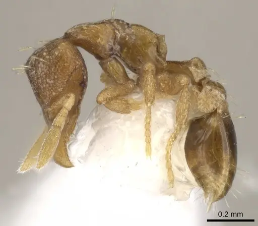 Strumigenys tarbosyne specimen CASENT0900143 image casent0900143_3