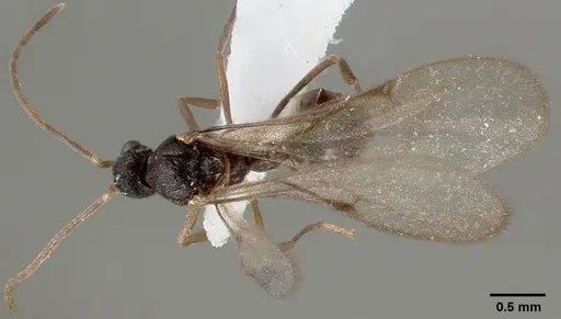 Strumigenys tathula specimen CASENT0005460 image casent0005460_1