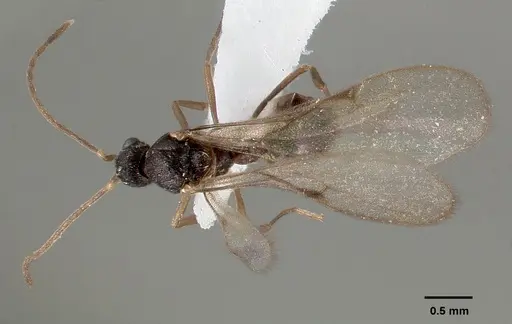 Strumigenys tathula specimen CASENT0005460 image casent0005460_2