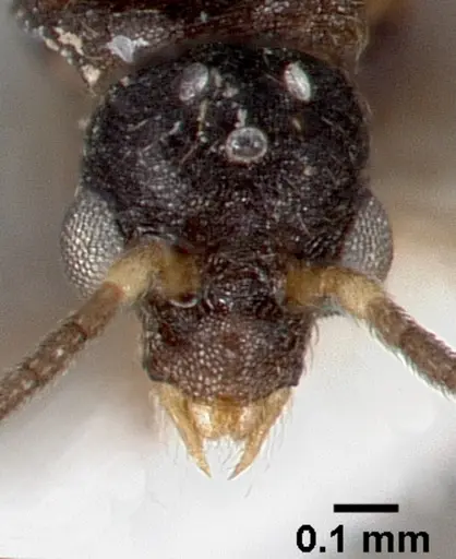Strumigenys tathula specimen CASENT0005460 image casent0005460_3