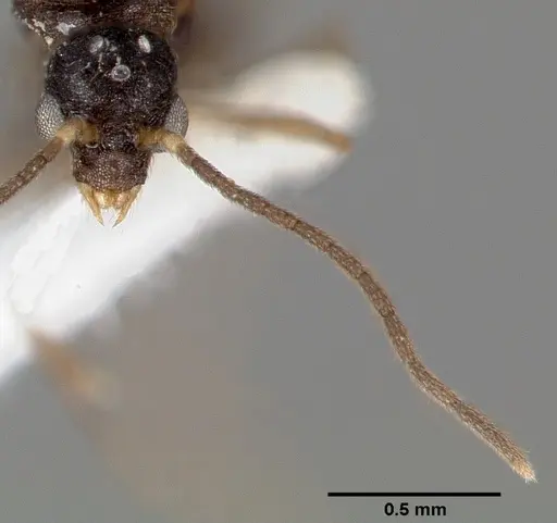 Strumigenys tathula specimen CASENT0005460 image casent0005460_4
