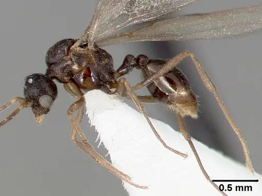 Strumigenys tathula specimen CASENT0005460 image casent0005460_5