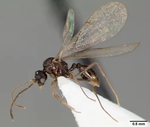 Strumigenys tathula specimen CASENT0005460 image casent0005460_6