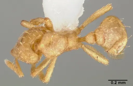 Strumigenys tathula specimen CASENT0005461 image casent0005461_1