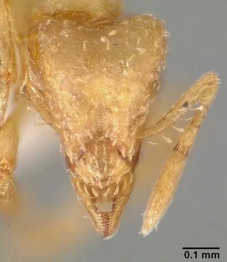 Strumigenys tathula specimen CASENT0005461 image casent0005461_2