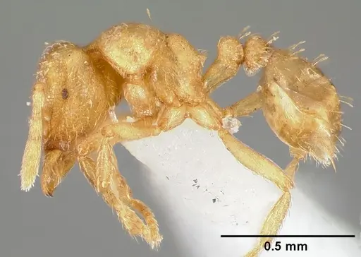 Strumigenys tathula specimen CASENT0005461 image casent0005461_3