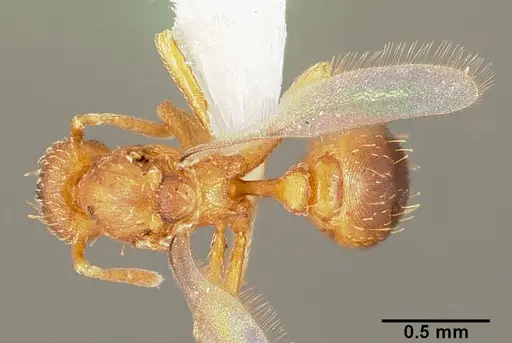 Strumigenys tathula specimen CASENT0006070 image casent0006070_1