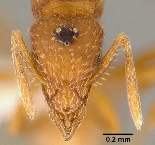 Strumigenys tathula specimen CASENT0006070 image casent0006070_2