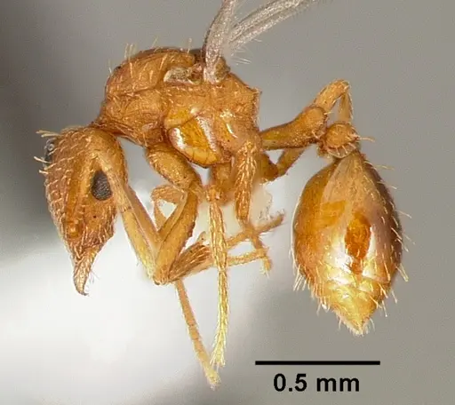 Strumigenys tathula specimen CASENT0006070 image casent0006070_3