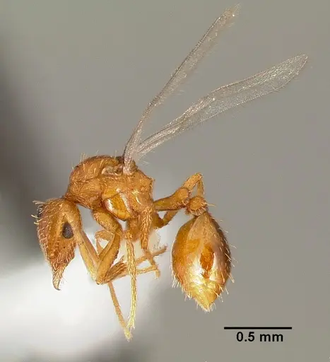 Strumigenys tathula specimen CASENT0006070 image casent0006070_4