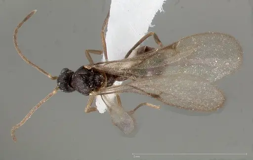 Strumigenys tathula specimen CASENT0006071 image casent0006071_1