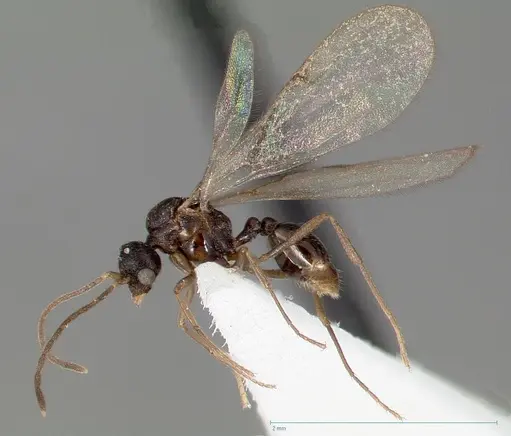 Strumigenys tathula specimen CASENT0006071 image casent0006071_3