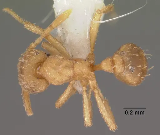 Strumigenys tathula specimen CASENT0102259 image casent0102259_1