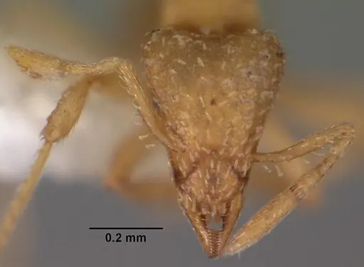 Strumigenys tathula specimen CASENT0102259 image casent0102259_2