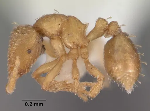 Strumigenys tathula specimen CASENT0102259 image casent0102259_3