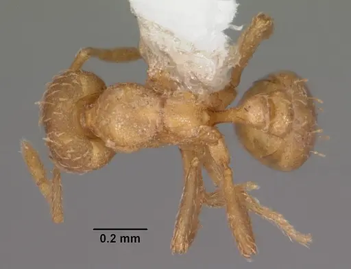 Strumigenys tathula specimen CASENT0102260 image casent0102260_1