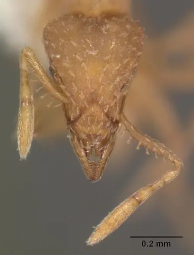 Strumigenys tathula specimen CASENT0102260 image casent0102260_2