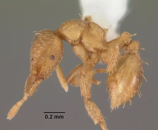 Strumigenys tathula specimen CASENT0102260 image casent0102260_3