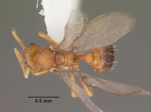 Strumigenys tathula specimen CASENT0102261 image casent0102261_1