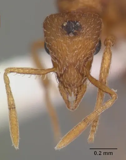 Strumigenys tathula specimen CASENT0102261 image casent0102261_2