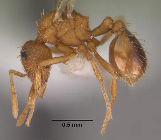 Strumigenys tathula specimen CASENT0102261 image casent0102261_3