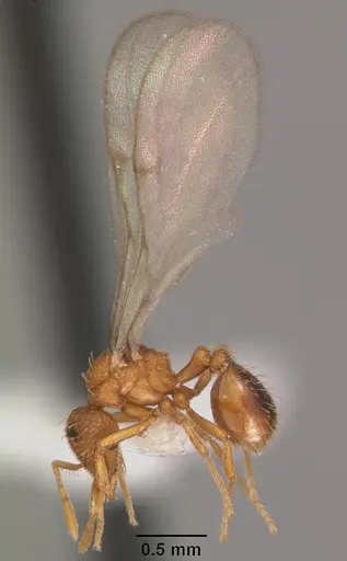 Strumigenys tathula specimen CASENT0102261 image casent0102261_4