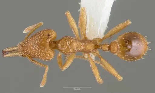 Strumigenys tegar specimen CASENT0005642 image casent0005642_1